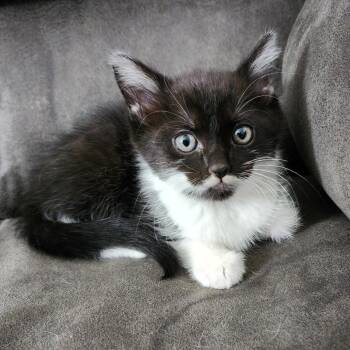 Quincy -  Domestic Medium Hair Cat for Adoption in Centerville, Tennessee - Quincy | PetCurious