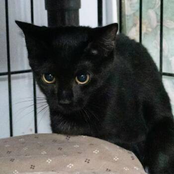 Haze -  Domestic Short Hair Cat for Adoption in Mckean, Pennsylvania - Haze | PetCurious