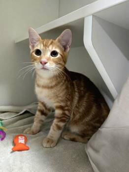 Sunny D -  Domestic Short Hair Cat for Adoption in Savannah, Georgia - Sunny D | PetCurious