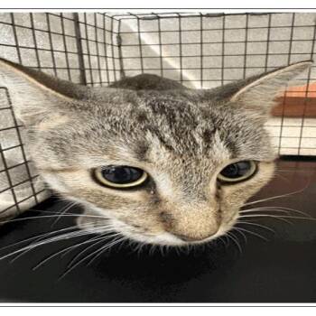 Twizzler -  Domestic Short Hair Cat for Adoption in Tampa, Florida - Twizzler | PetCurious