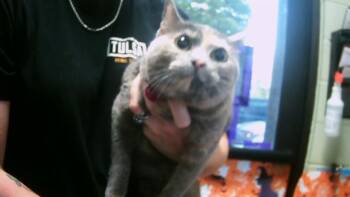 Rescue Domestic Short Hair Cats for Adoption in Tulsa, Oklahoma - ROMY | PetCurious