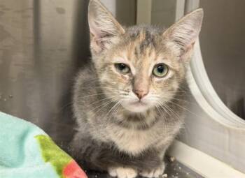 KATHERINE -  Domestic Short Hair Cat for Adoption in Tustin, California - KATHERINE | PetCurious