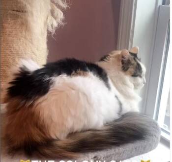 Rescue Domestic Long Hair Cats for Adoption in Wells, Maine - Butterscotch (Colony Cat CC) | PetCurious