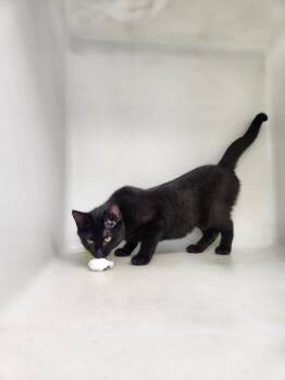 Domestic Short Hair Cats Available for Adoption in Westfield, Wisconsin - Ronda | PetCurious