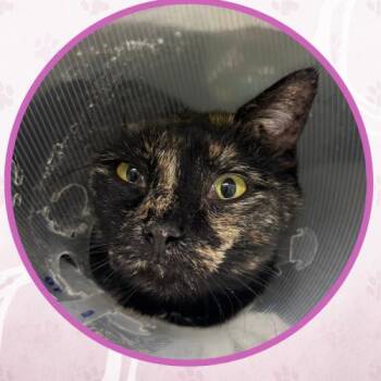 Multi Grain -  Domestic Short Hair Cat for Adoption in Toms River, New Jersey - Multi Grain | PetCurious