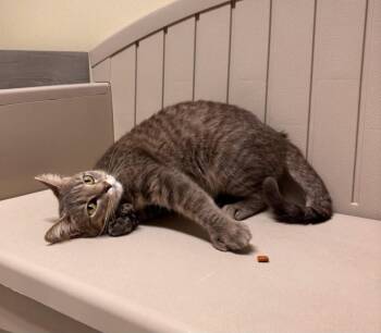 Domestic Short Hair Cats Available for Adoption in Sandusky, Ohio - S