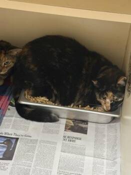 Kee -  Domestic Short Hair Cat for Adoption in Chamblee, Georgia - Kee | PetCurious