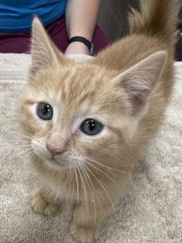 Snow Cone -  Domestic Short Hair Cat for Adoption in Fishers, Indiana - Snow Cone | PetCurious