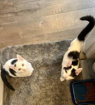 Rescue Domestic Short Hair Cats for Adoption in Leesburg, Virginia - Sugar Kittens: Treacle | PetCurious