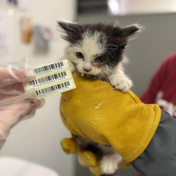 Chip -  Domestic Medium Hair Cat for Adoption in Charleston, West Virginia - Chip | PetCurious