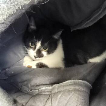Cookie -  Domestic Short Hair Cat for Adoption in Monroe, Michigan - Cookie | PetCurious