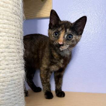 Meleys -  Domestic Short Hair Cat for Adoption in Port Richey, Florida - Meleys | PetCurious