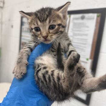 Domestic Short Hair Cats Available for Adoption in Edinburg, Texas - Preacher P1 | PetCurious