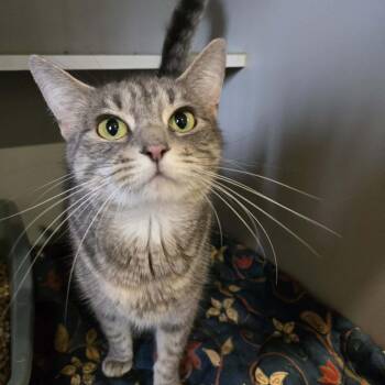 Mitzy -  Domestic Short Hair Cat for Adoption in Park Falls, Wisconsin - Mitzy | PetCurious