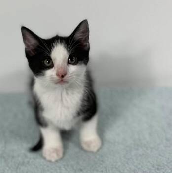 Paparazzi -  Domestic Short Hair Cat for Adoption in Effingham, Illinois - Paparazzi | PetCurious