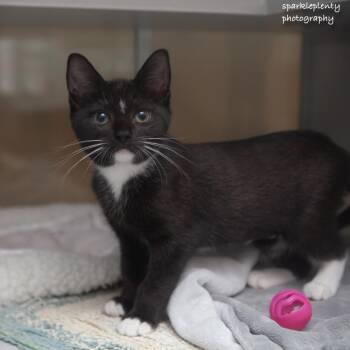 Sette -  Domestic Short Hair Cat for Adoption in Ridgefield, Connecticut - Sette | PetCurious