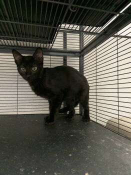 Rescue Domestic Short Hair Cats for Adoption in Sanford, Florida - Eggs | PetCurious