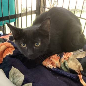 Moon -  Domestic Medium Hair Cat for Adoption in Montgomery, Alabama - Moon | PetCurious