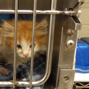 Maple 2 -  Domestic Short Hair Cat for Adoption in New York, New York - Maple 2 | PetCurious