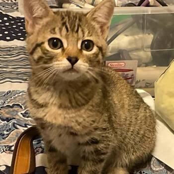 Rescue Domestic Short Hair Cats for Adoption in Eagle Mountain, Utah - Meadow Engstrom | PetCurious