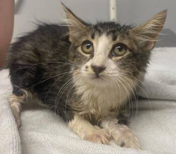 Kyle -  Domestic Medium Hair Cat for Adoption in Lockhart, Texas - Kyle | PetCurious
