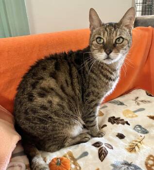 Vito Corleone -  Domestic Short Hair Cat for Adoption in Dublin, Ohio - Vito Corleone | PetCurious