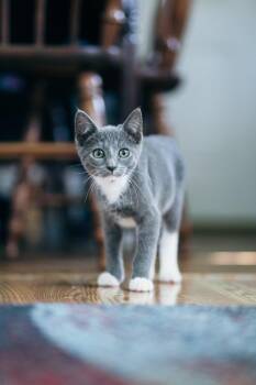 Nimbus -  American Shorthair Cat for Adoption in Erwin, Tennessee - Nimbus | PetCurious