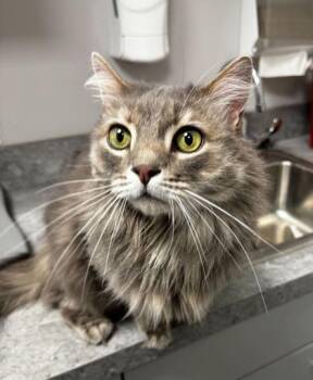 Domestic Long Hair and Domestic Short Hair Cats Available for Adoption in Sevierville, Tennessee - Baby Bear | PetCurious