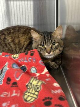 Basil -  Domestic Long Hair Cat for Adoption in Gautier, Mississippi - Basil | PetCurious