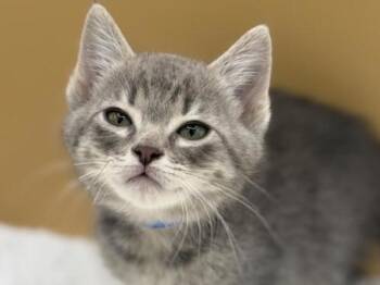 Shaggy -  Domestic Short Hair Cat for Adoption in Portland, Oregon - Shaggy | PetCurious