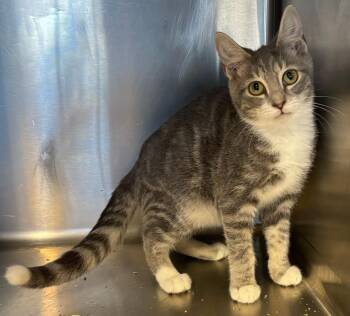 Rescue Tabby Cats for Adoption in Snow Hill, North Carolina - George | PetCurious