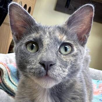 Dilute Tortoiseshell Cats Available for Adoption - Boppity | PetCurious