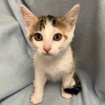 Teacake -  Calico Cat for Adoption in Green Valley, Arizona - Teacake | PetCurious