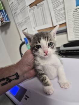 Malik -  Domestic Short Hair Cat for Adoption in Bolivar, Missouri - Malik | PetCurious