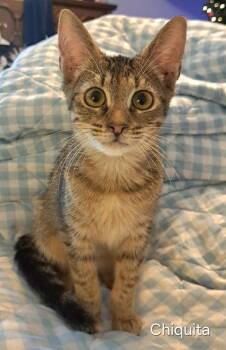 Chiquita -  Domestic Short Hair Cat for Adoption in Groveland, Massachusetts - Chiquita | PetCurious