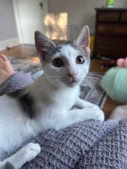 Rescue Domestic Short Hair Cats for Adoption in Hermitage, Pennsylvania - Lychee | PetCurious