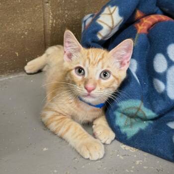 Ray -  Domestic Short Hair Cat Available for Adoption in Laredo, Texas - Ray | PetCurious