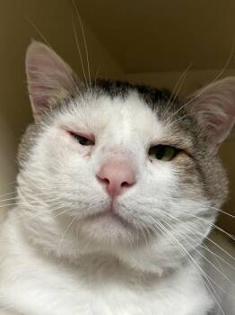 Capone -  Domestic Short Hair Cat for Adoption in Hamilton, Montana - Capone | PetCurious