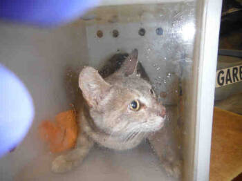 Rescue Domestic Short Hair Cats for Adoption in San Jose, California - LEAH | PetCurious