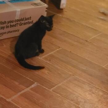 New York Doll -  Domestic Short Hair Cat for Adoption in Fredericksburg, Virginia - New York Doll | PetCurious