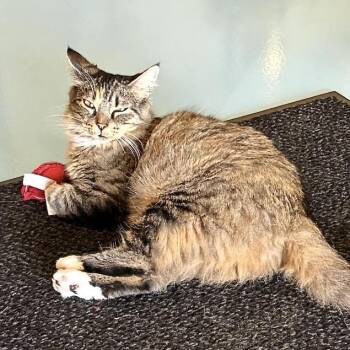 Clovington aka Clove -  Domestic Medium Hair Cat for Adoption in Liverpool, Texas - Clovington Aka Clove | PetCurious