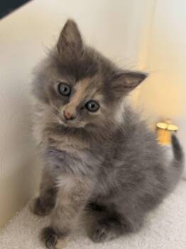 LeMans -  Tortoiseshell and Domestic Medium Hair Cat for Adoption in Buford, Georgia - LeMans | PetCurious