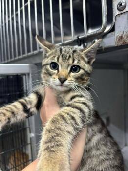 Rescue Domestic Short Hair Cats for Adoption in Greensburg, Indiana - Zippy | PetCurious