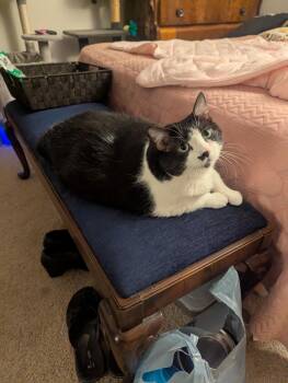 Bellarosa - Zero kitten chaos -  Domestic Short Hair Cat for Adoption in Fountain Valley, California - Bellarosa - Zero Kitten Chaos | PetCurious
