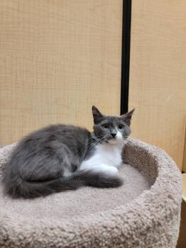 Angy (downey) -  Domestic Medium Hair Cat for Adoption - Angy (downey) | PetCurious