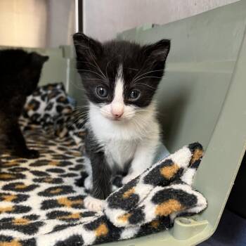 ONIGIRI -  Domestic Short Hair Cat for Adoption in Kyle, Texas - ONIGIRI | PetCurious