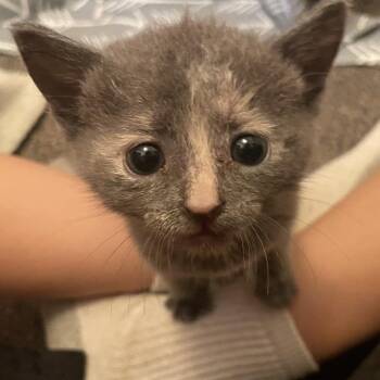 Mustard 9373 -  Domestic Short Hair Cat for Adoption in Hamilton, Georgia - Mustard 9373 | PetCurious