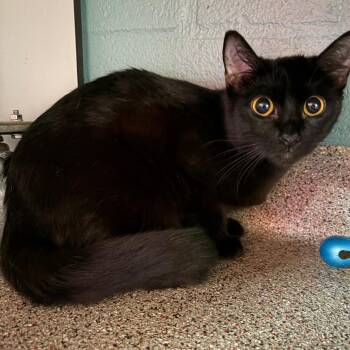 Domestic Short Hair Cats Available for Adoption in Sarasota, Florida - Toph | PetCurious