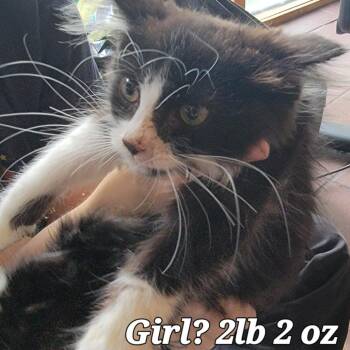 Andi -  Domestic Short Hair Cat for Adoption in Buffalo, Wyoming - Andi | PetCurious