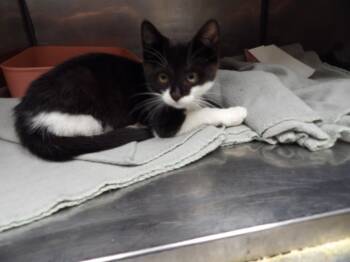 Ferret -  Domestic Short Hair Cat for Adoption in Dublin, Virginia - Ferret | PetCurious
